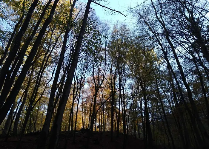 Au Bois D'ourthe Somme-Leuze